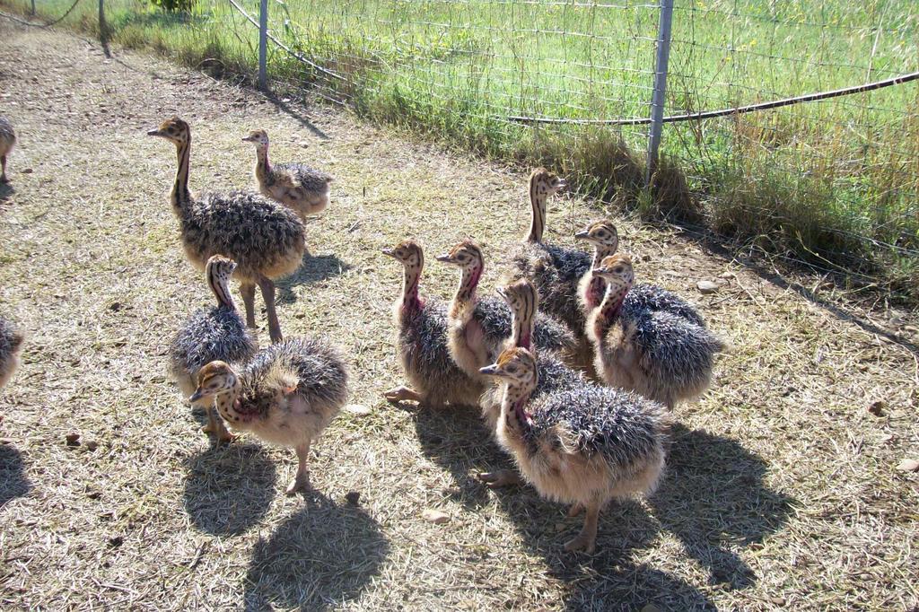 Les Roulottes-Gites De La Ferme De L'Autruche Dromoise Livron-sur-Drôme Eksteriør billede